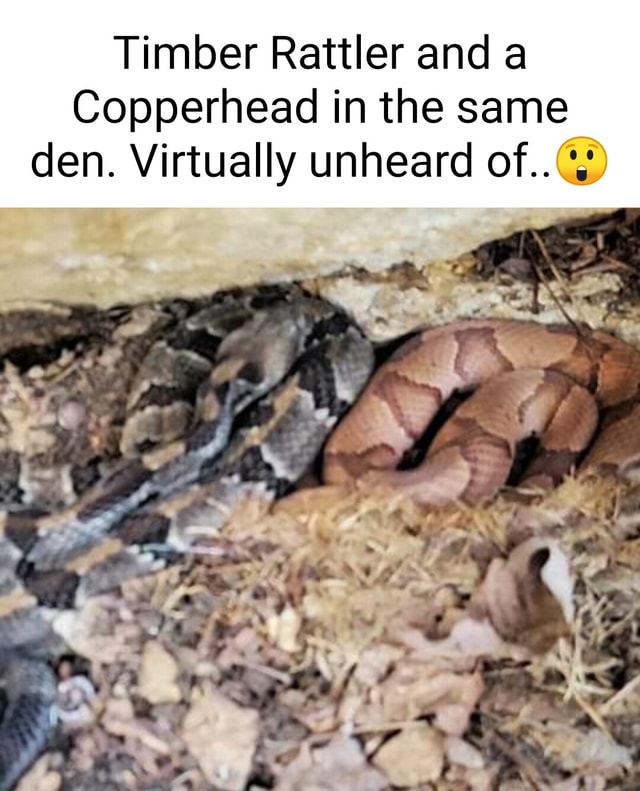 Timber Rattler and a Copperhead in the same den. Virtually unheard of