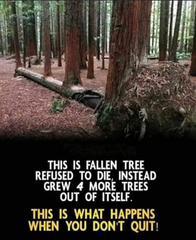 THIS IS FALLEN TREE REFUSED TO DIE, INSTEAD GREW 4 MORE TREES OUT OF ...
