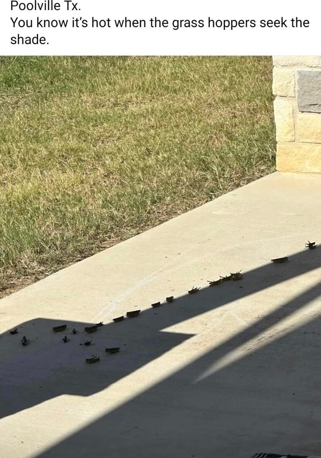 Poolville Tx. You know it's hot when the grass hoppers seek the shade ...