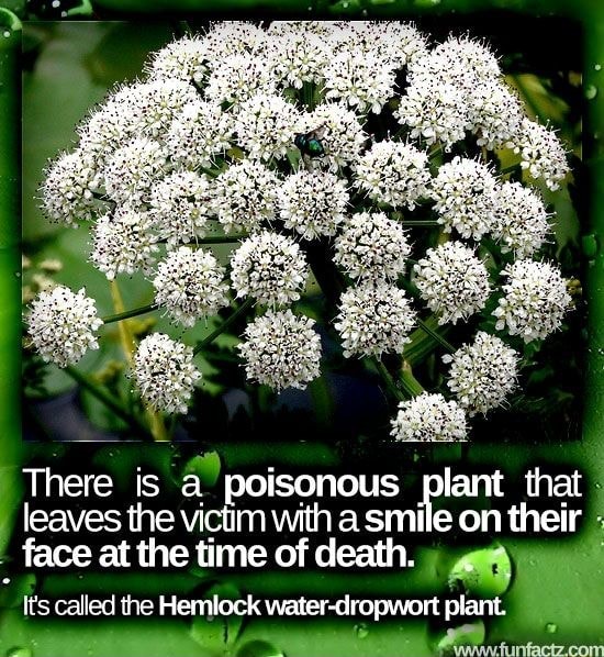 There is a poisonous plant that leaves the victim with a smile on their