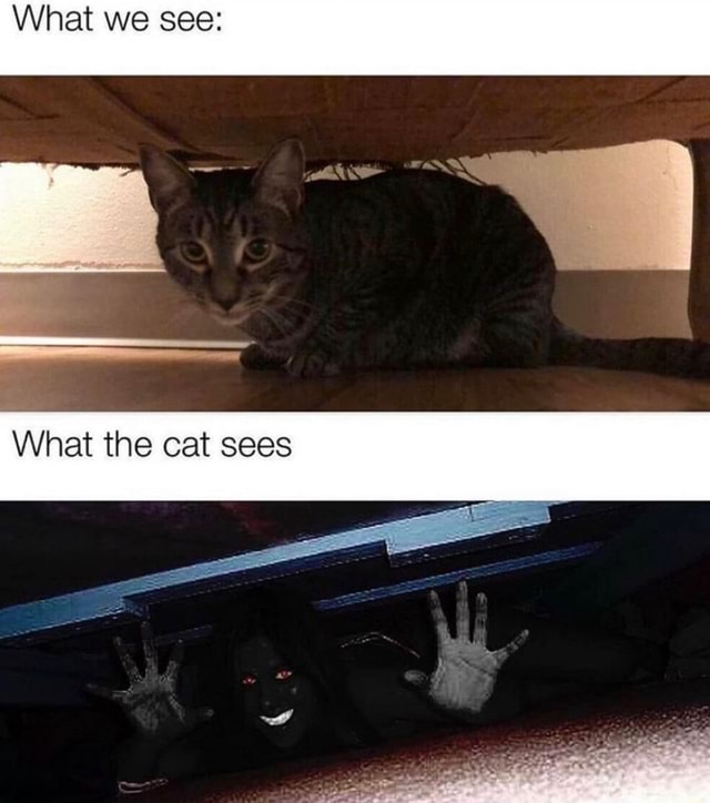 What we see: What the cat sees - iFunny