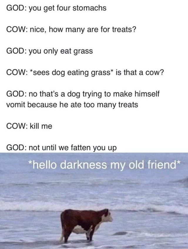 God You Get Four Stomachs Cow Nice How Many Are For Treats God You Only Eat Grass Cow Sees Dog Eating Grass Is That A Cow God No That S A Dog Trying