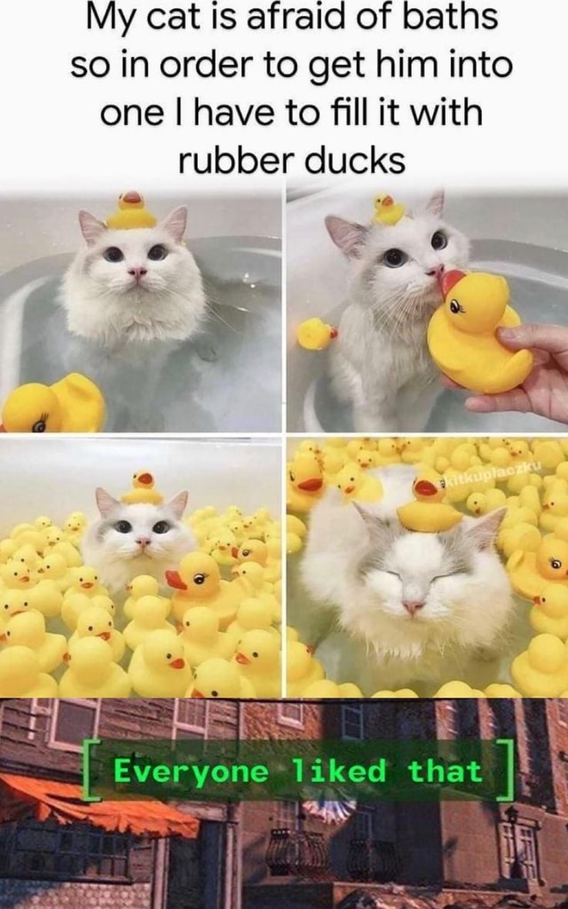 cat with rubber ducks