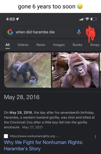 Bengals lose 20-23 - BENGALS GO SUPER BOWL ONCE THEY FAILED HARAMBE WITH  THE HARAMBE BEDEMPTION FRED, HOW, THINGS ARE GE WORSE - iFunny Brazil