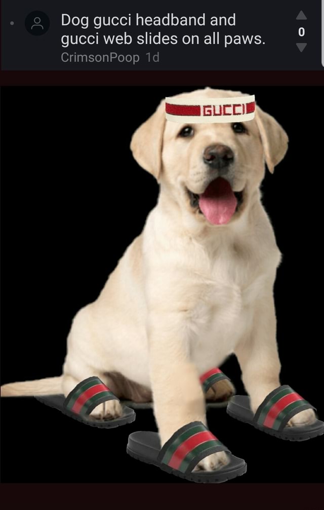 Dog gucci headband and gucci web slides 