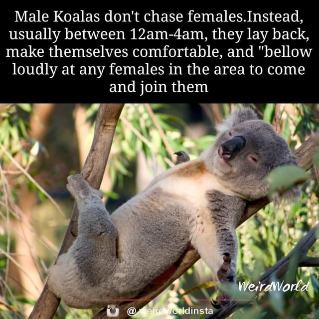 Male Koalas don't chase females. Instead, usually between 12am-4am ...