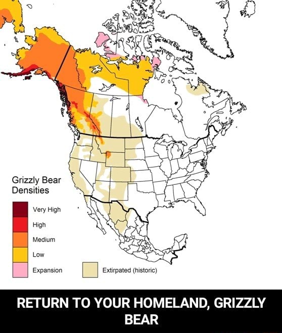 RETURN TO YOUR HOMELAND, GRIZZLY BEAR - RETURN TO YOUR HOMELAND ...