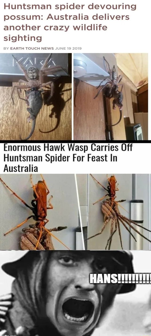 Huntsman spider devouring possum: Australia delivers another crazy ...