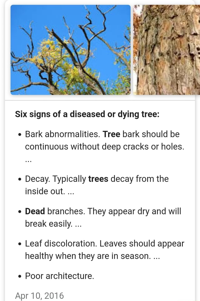 Six signs of a diseased or dying tree e Bark abnormalities. Tree bark