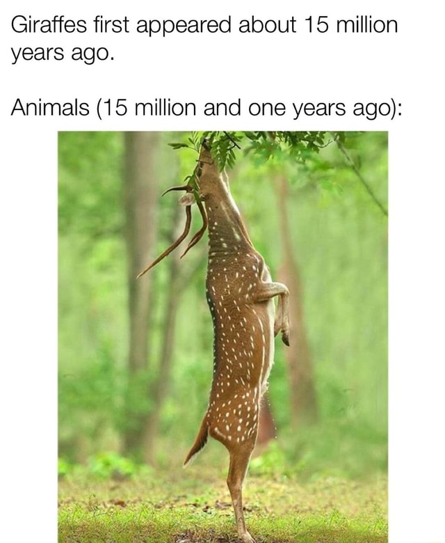 Giraffes first appeared about 15 million years ago. Animals (15 million