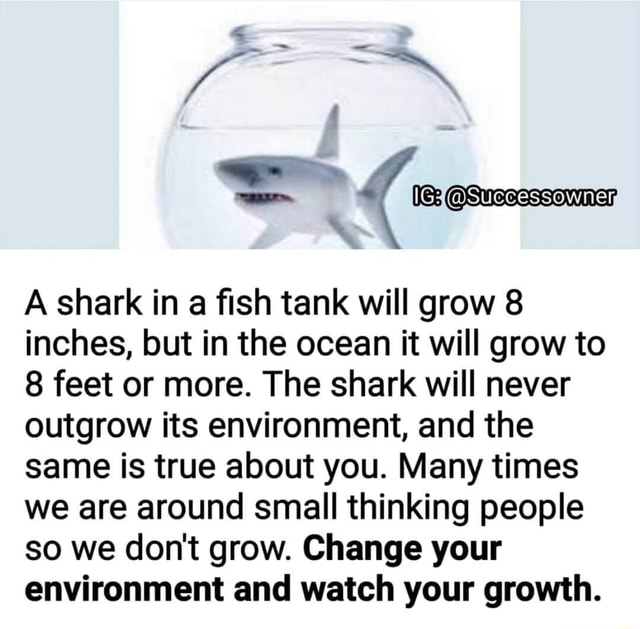 shark growth in fish tank