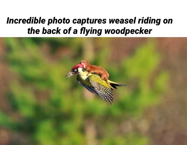 Incredible Photo Captures Weasel Riding On The Back Of A Flying