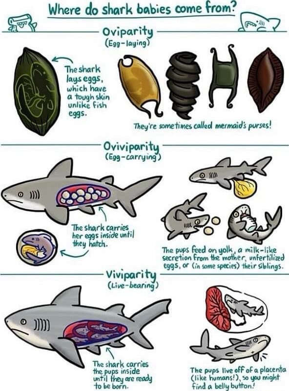 Where do shark babies Oviparity come come The shark lays eggs, which
