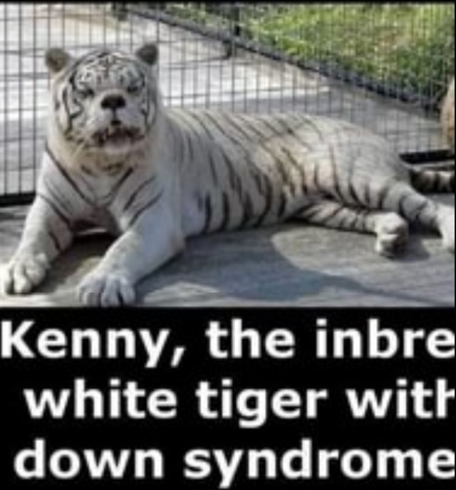 Kenny T White Tiger With Down Syndrome Ifunny