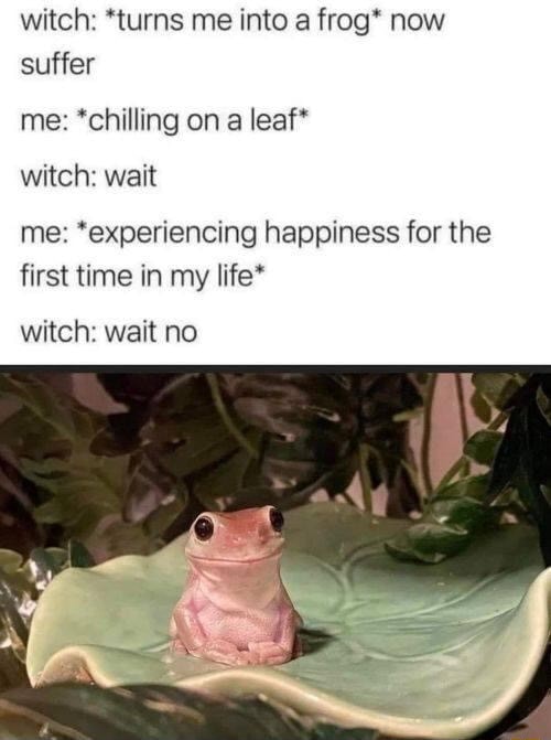 Witch: *turns me into a frog* now suffer me: *chilling on a leaf* witch ...