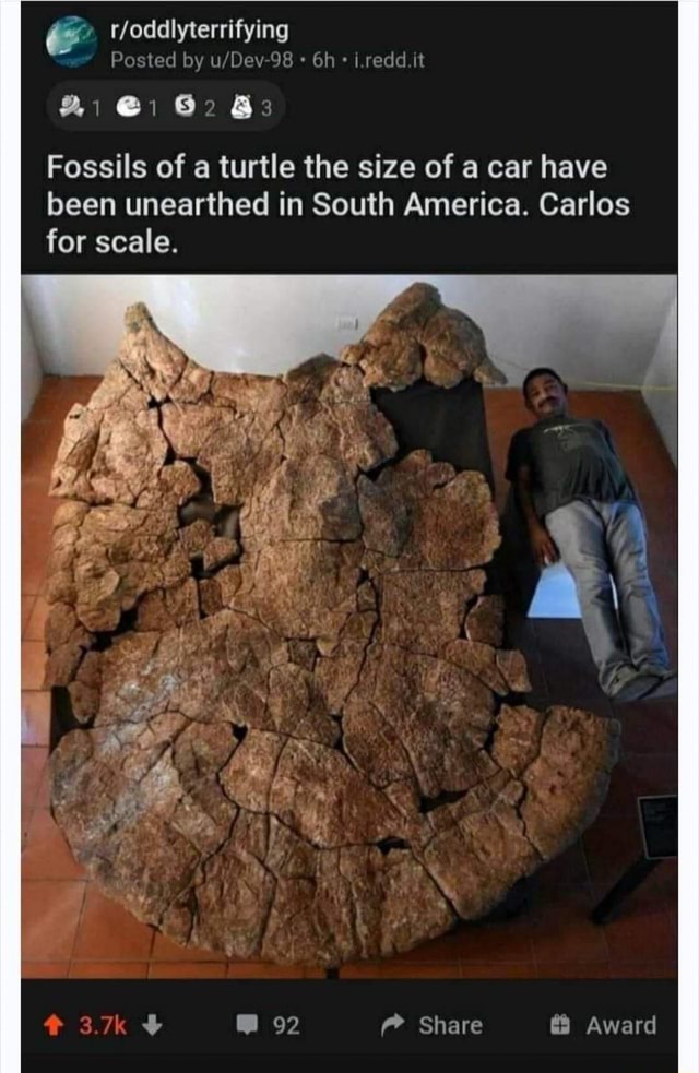 Toddlyterrifying Posted by it 21 @3 Fossils of a turtle the size of a car  have been unearthed in South America. Carlos for scale. Share Award -  iFunny Brazil
