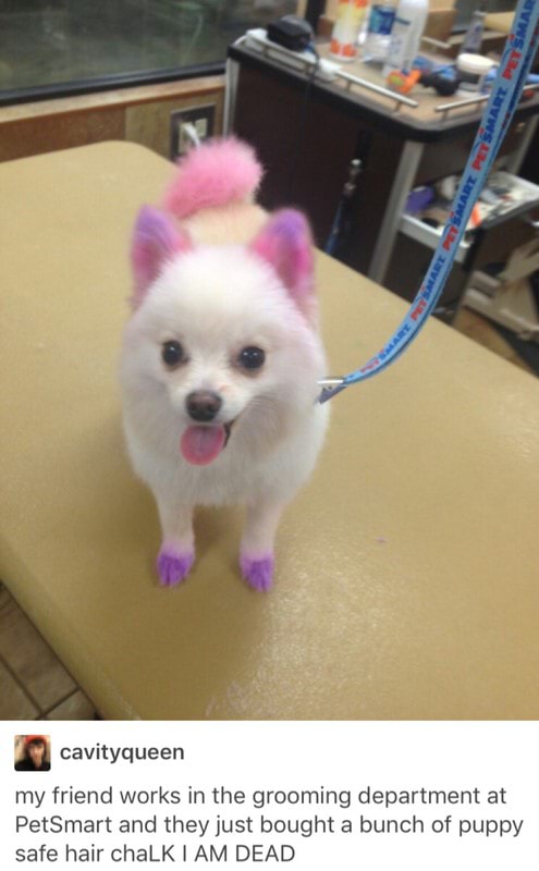 dog hair chalk