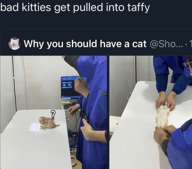 Bad kitties get pulled into taffy Why you should have a cat Sho... iFunny