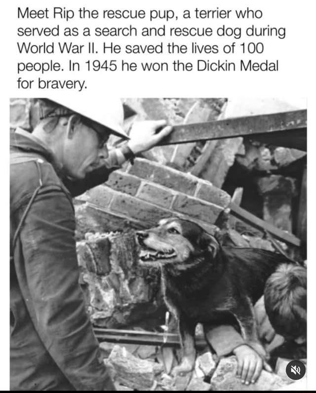 Meet Rip the rescue pup, a terrier who served as a search and rescue ...