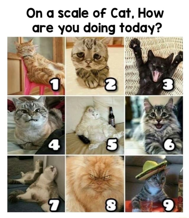 On a scale oF Cat. How are you doing today? - iFunny