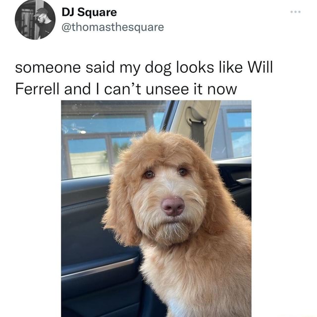 Someone said my dog looks like Will Ferrell and I can't unsee it now ...