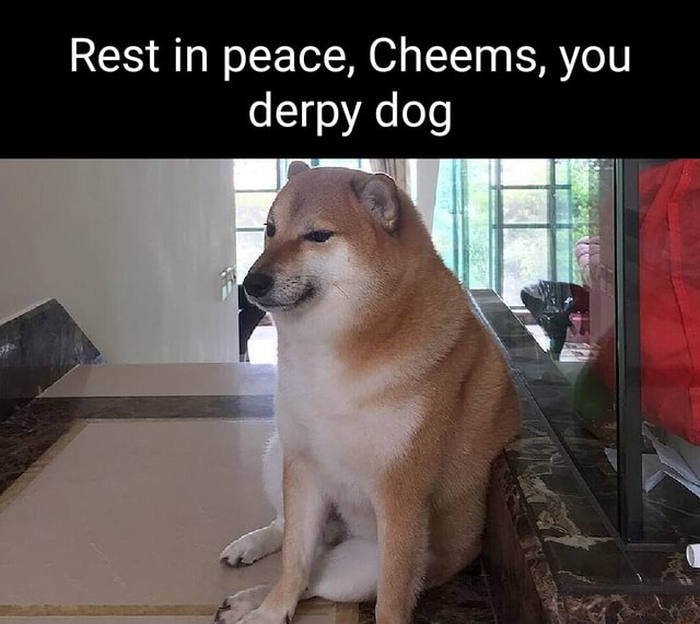 Rest in peace, Cheems, you derpy dog - iFunny