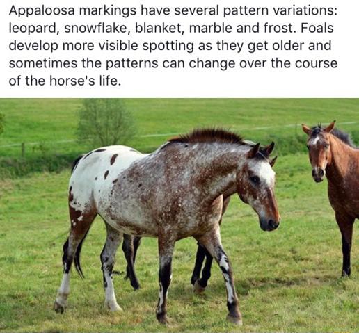 Appaloosa Markings Have Several Pattern Variations Leopard Snowflake Blanket Marble And Frost Foals Develop More Visible Sporting As They Get Older And Sometimes The Patterns Can Change Over The Course Of The