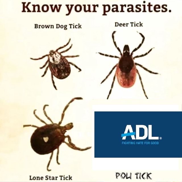 Know your parasites. Brown Dog Tick Deer Tick Lone Star Tick POL TICK
