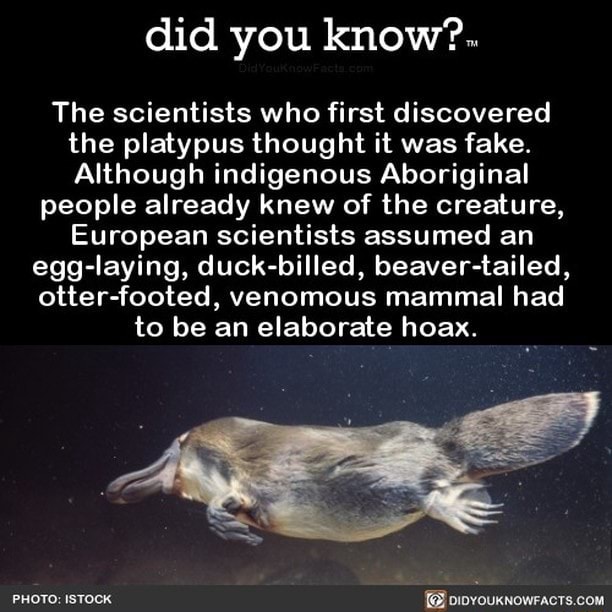 Did you know?. The scientists who first discovered the platypus thought ...