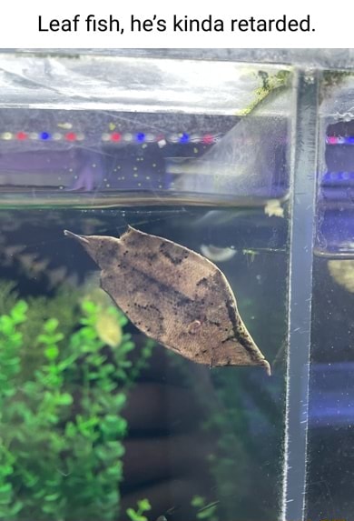 Leaf fish, he's kinda retarded. - iFunny
