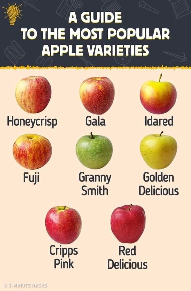 A guide to the most popular apple varieties - A GUIDE TO THE MOST ...