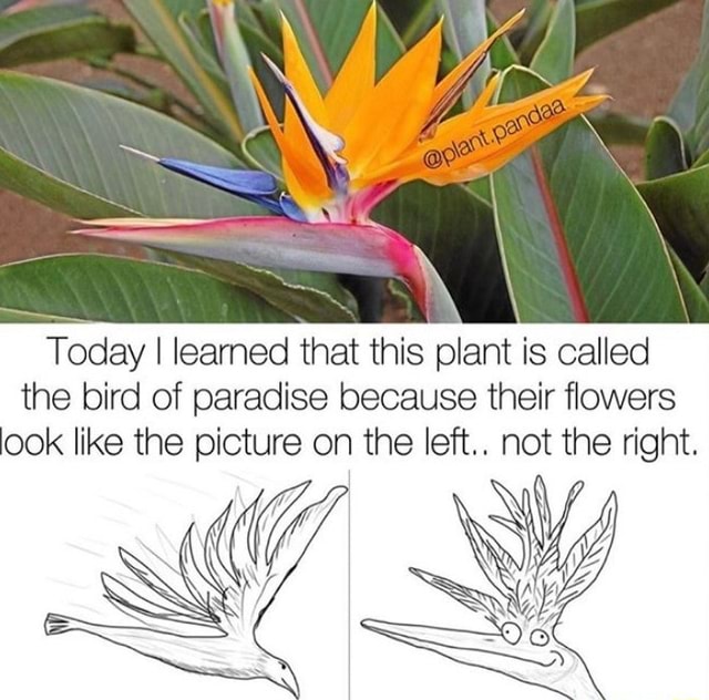 Today I learned that this plant is called the bird of paradise because