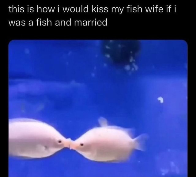 this-is-how-i-would-kiss-my-fish-wife-if-was-a-fish-and-married-ifunny