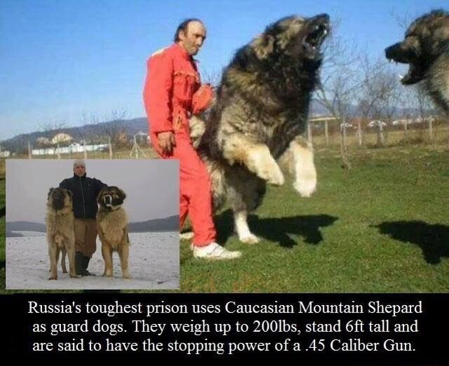 siberian prison guard dog