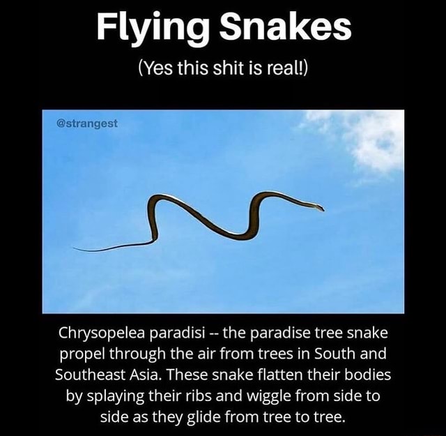 Flying Tree Snake Ribs Flying Snakes (Yes this shit is real!) Chrysopelea paradisi the ...