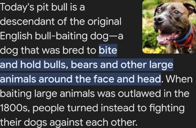 Pit In English Today's pit bull is a descendant of the original English foul -baiting ...