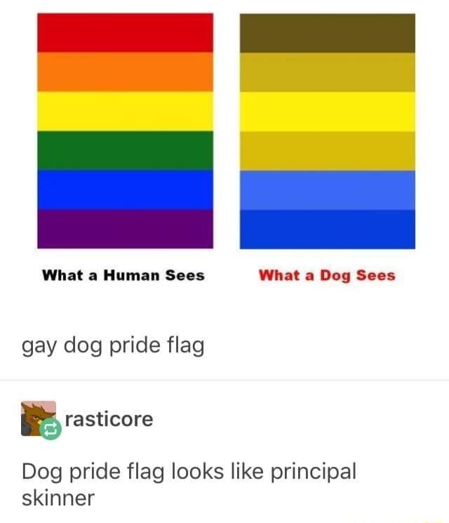 Gay dog pride flag Dog pride flag looks like principal skinner )