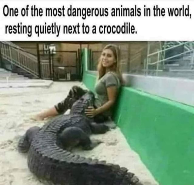One of the most dangerous animals in the world, resting quietly next to