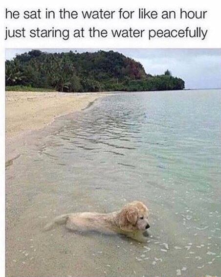 He sat in the water for like an hour just staring at the water ...