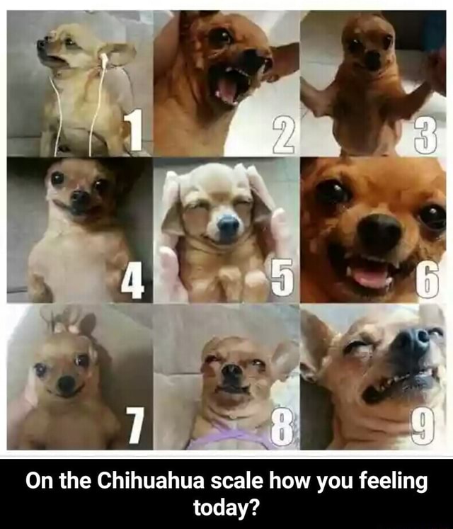 On The Chihuahua Scale How You Feeling Today On The Chihuahua Scale How You Feeling Today