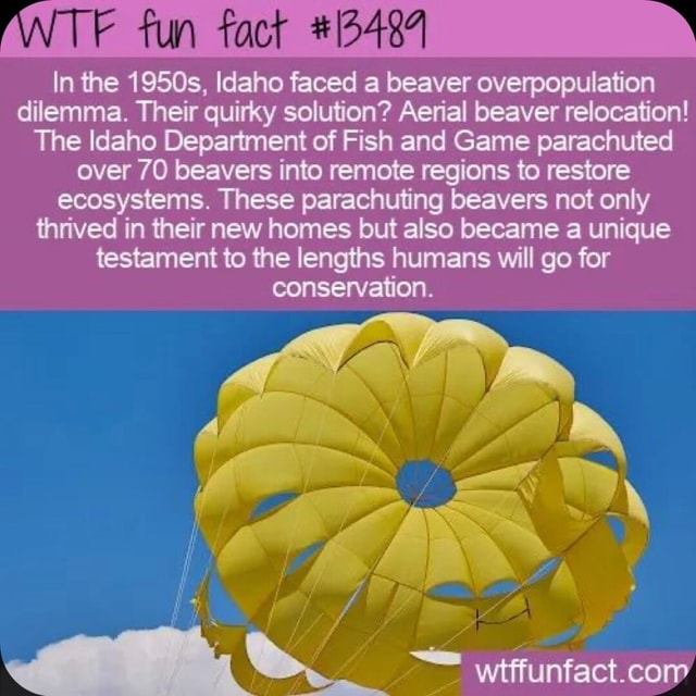 Fun fact *13484 In the 1950s, Idaho faced a beaver overpopulation