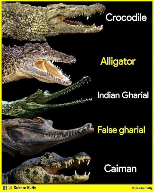 Crocodile Alligator Indian Gharial False gharial Caiman Science Butty ...