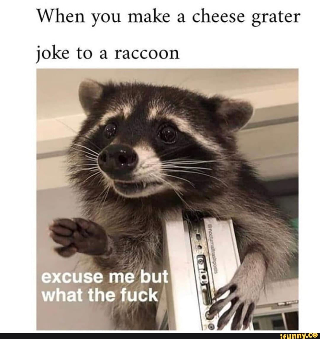 When You Make A Cheese Grater Joke To Raccoon IFunny.