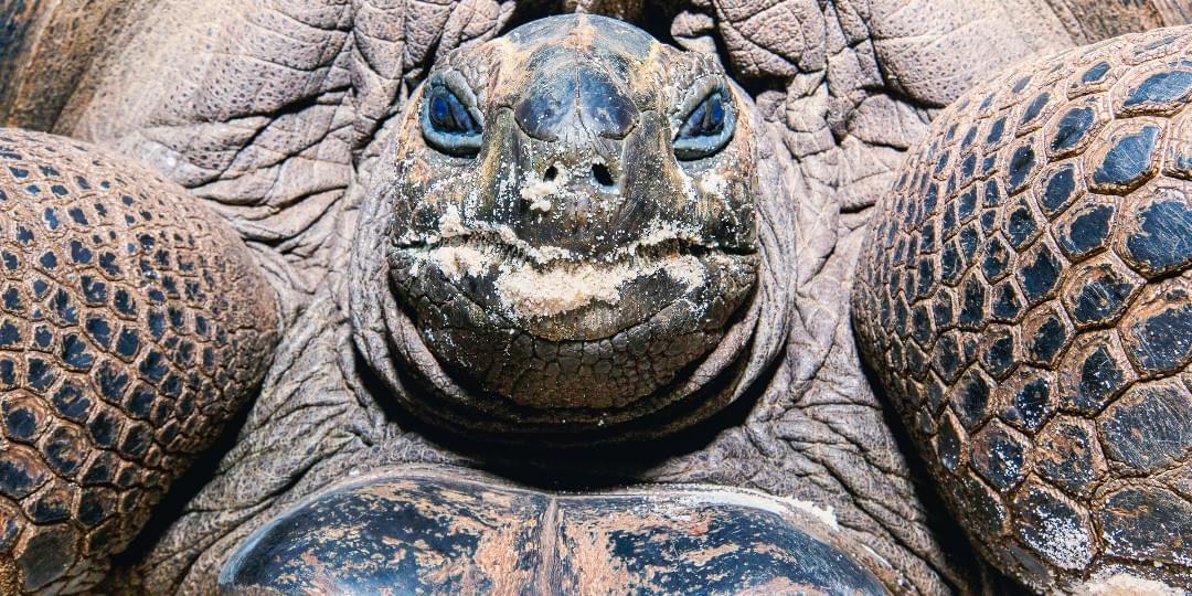 iFunny banner for @Tortoise