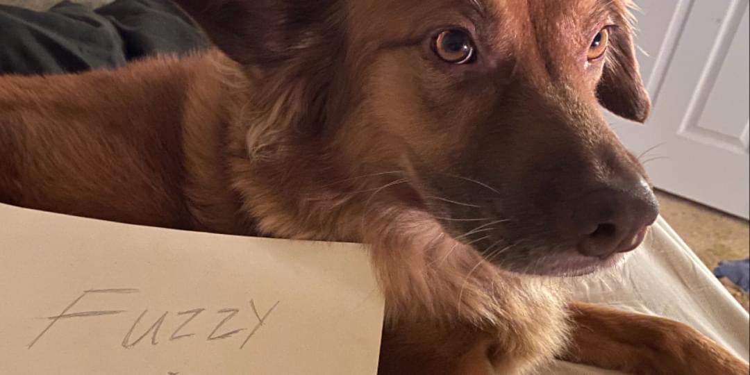 iFunny banner for @fuzzy