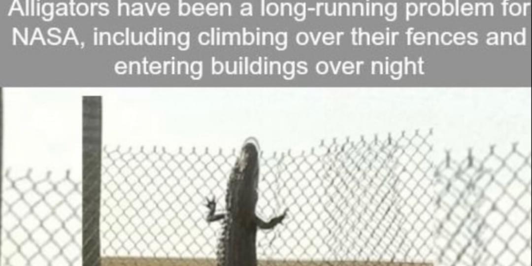 iFunny banner for @Alligator