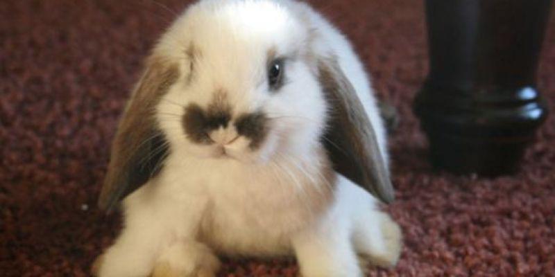 iFunny banner for @Bunnies