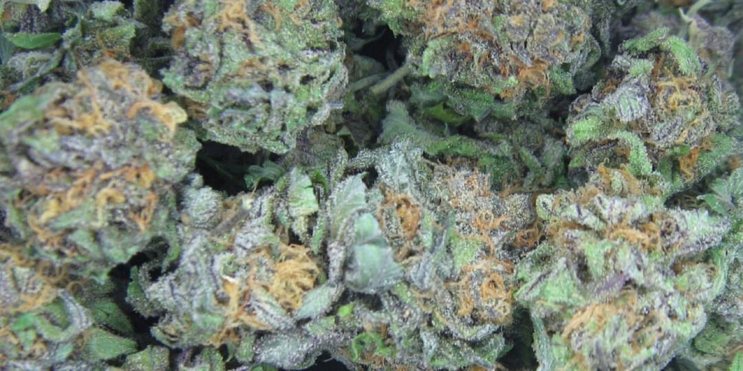 iFunny banner for @Marijuana