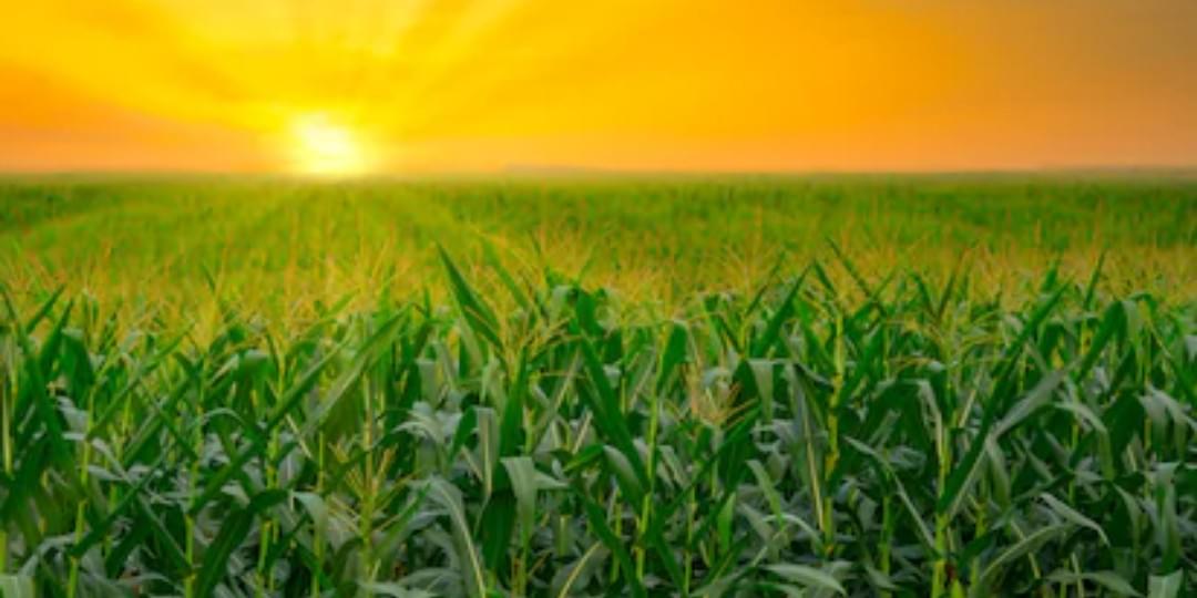iFunny banner for @Farms