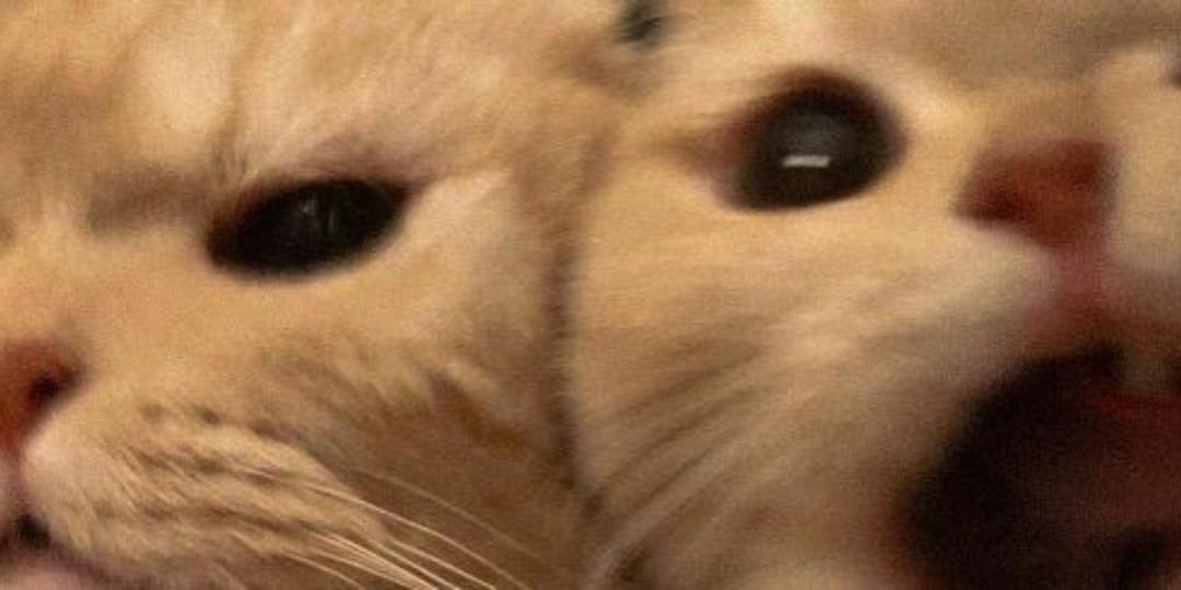 iFunny banner for @Cats